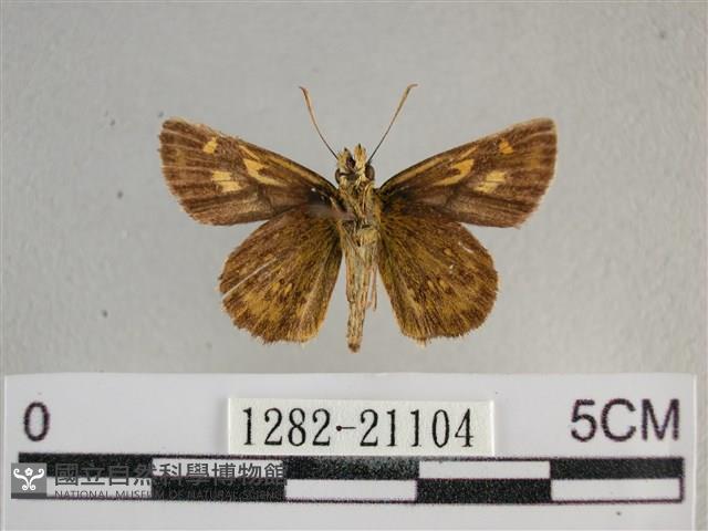 黃星弄蝶藏品圖，第2張