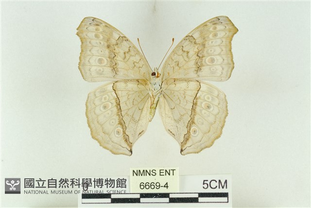 波紋眼蛺蝶藏品圖，第2張