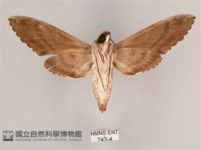 細斜紋霜天蛾藏品圖，第2張