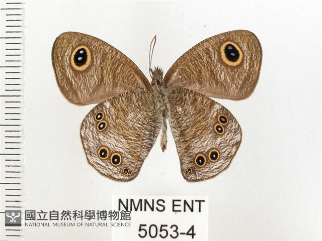 大藏波眼蝶藏品圖，第2張