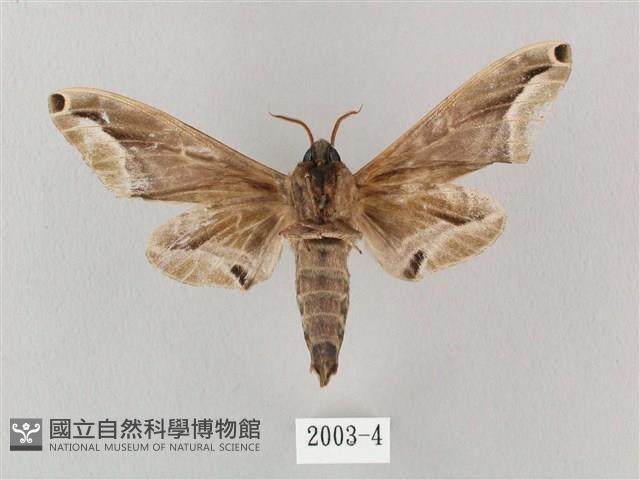 白點天蛾 藏品圖，第2張