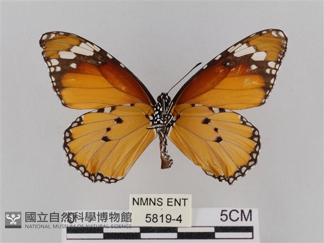 樺斑蝶藏品圖，第2張