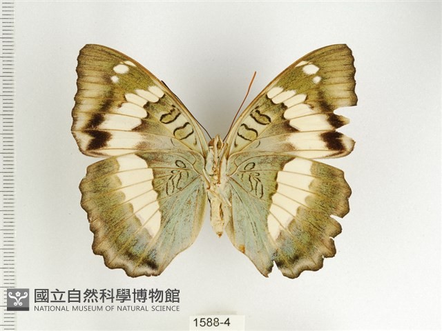 臺灣翠蛺蝶藏品圖，第2張