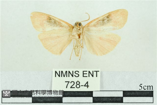 臺雪苔蛾藏品圖，第2張