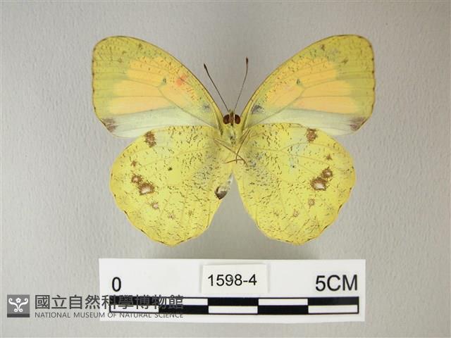 異粉蝶、雌白黃蝶藏品圖，第2張
