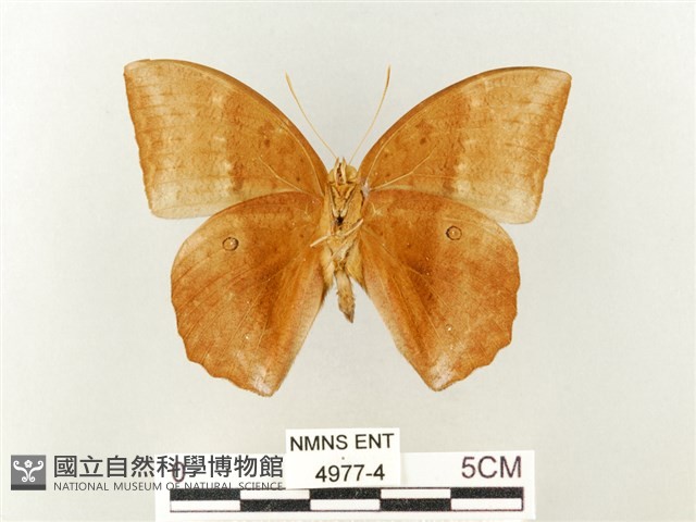 方環蝶藏品圖，第2張