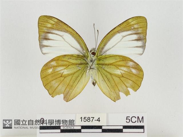 淡褐脈粉蝶藏品圖，第2張