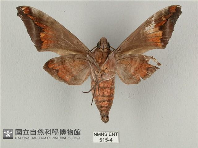 全緣缺角天蛾藏品圖，第2張