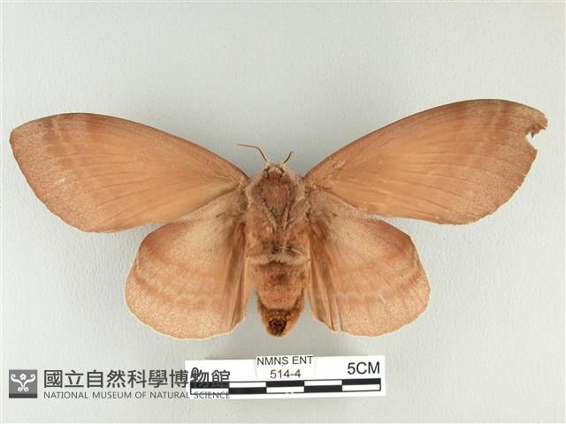 松大毛蟲藏品圖，第2張