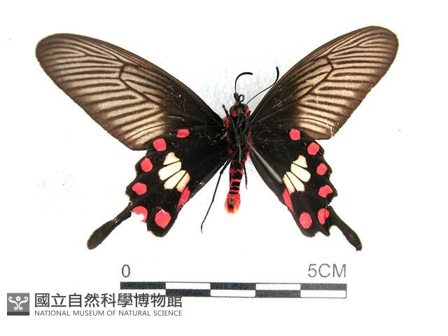 紅珠鳳蝶藏品圖，第2張