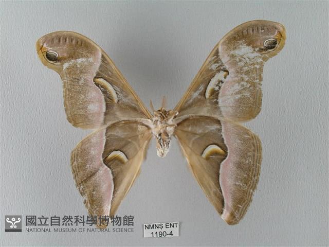 眉紋天蠶蛾藏品圖，第2張