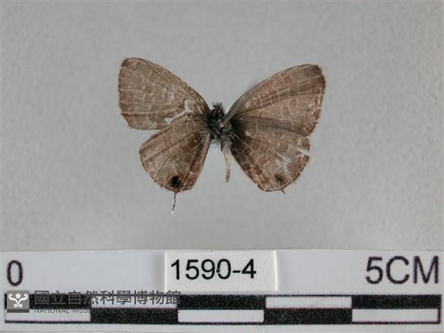 波灰蝶藏品圖，第2張