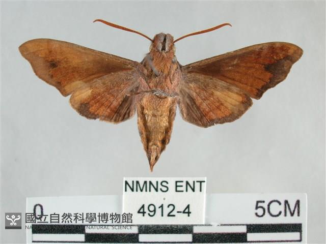 臺灣斜帶天蛾藏品圖，第2張