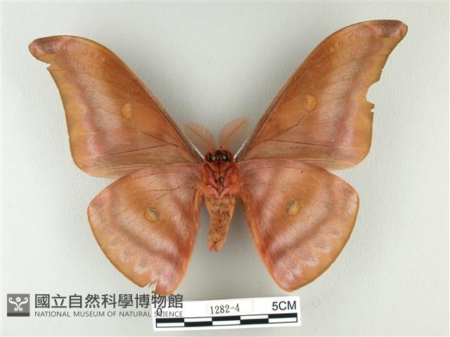 紅目天蠶蛾藏品圖，第2張