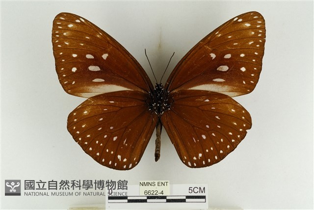 大紫斑蝶藏品圖，第2張