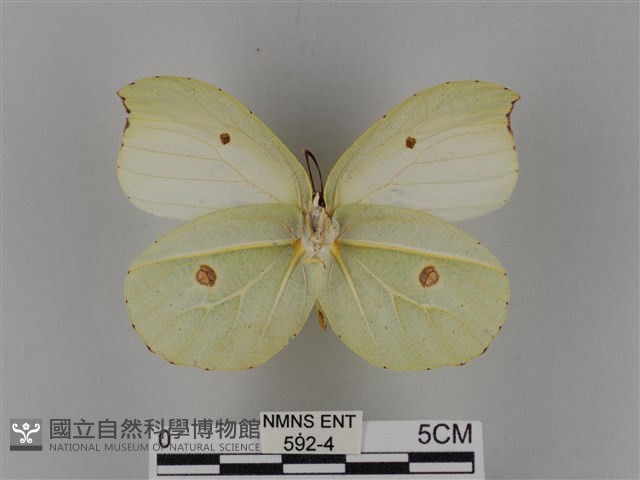 圓翅鉤粉蝶藏品圖，第2張