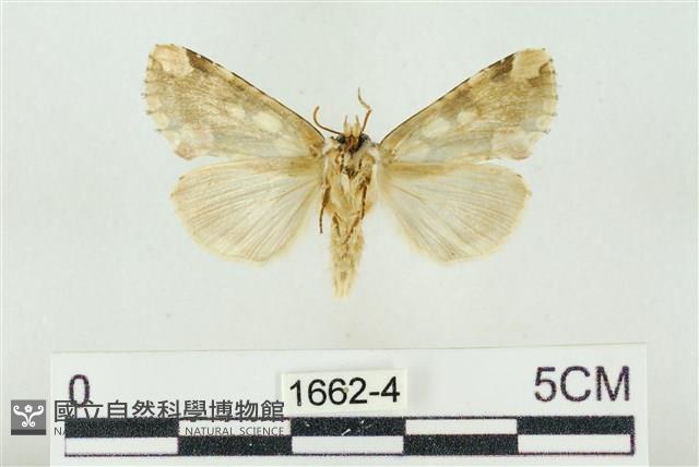 連珠波紋蛾藏品圖，第2張