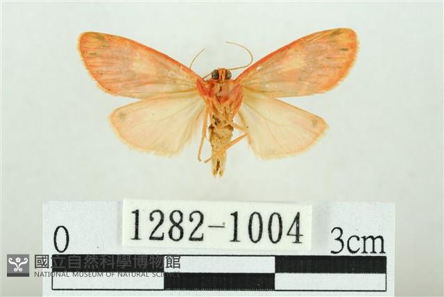 三色豔苔蛾藏品圖，第2張