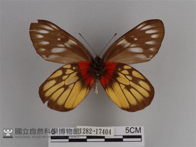豔粉蝶藏品圖，第2張