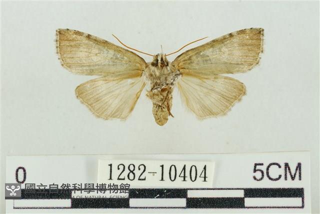 帶波紋蛾藏品圖，第2張