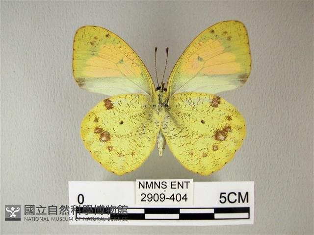 異粉蝶、雌白黃蝶藏品圖，第2張