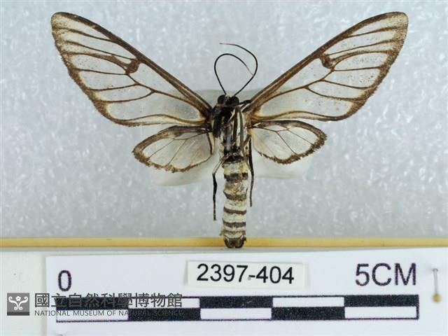 登錄號:002397-00404藏品圖，第2張