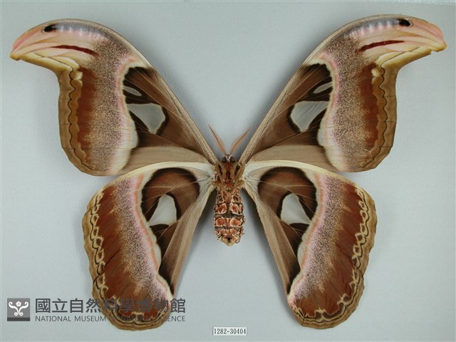 皇蛾藏品圖，第2張