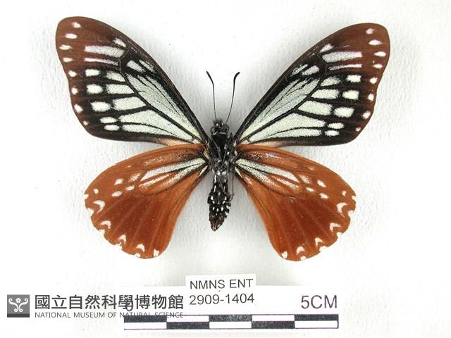 斑鳳蝶藏品圖，第2張