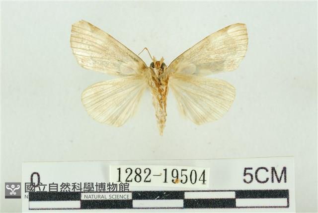 大斑波紋蛾藏品圖，第2張