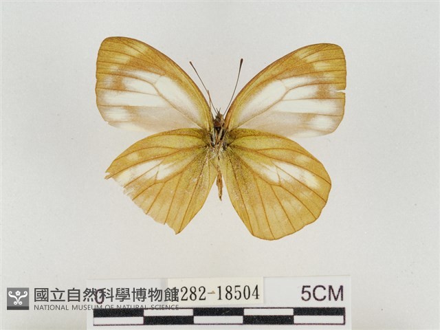 淡褐脈粉蝶藏品圖，第2張