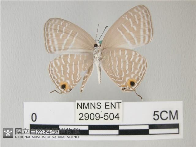 淡青雅波灰蝶藏品圖，第2張