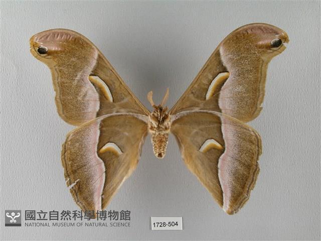 眉紋天蠶蛾藏品圖，第2張