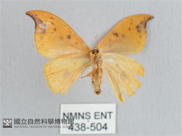 銀斑黃鉤蛾藏品圖，第2張