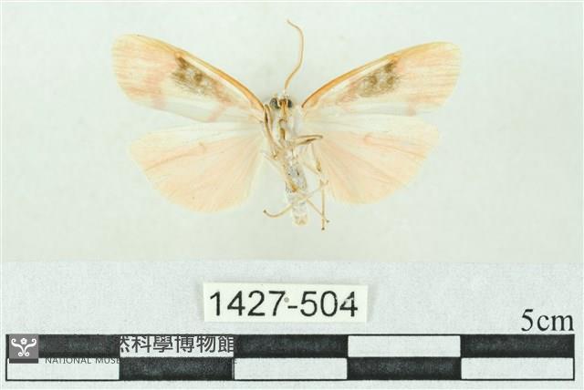 臺雪苔蛾藏品圖，第2張