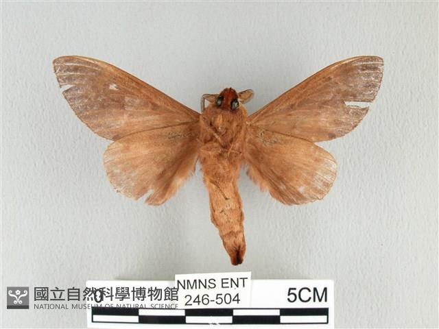 大褐斑枯葉蛾藏品圖，第2張