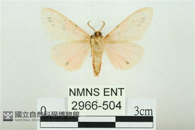 三條橙燈蛾藏品圖，第2張