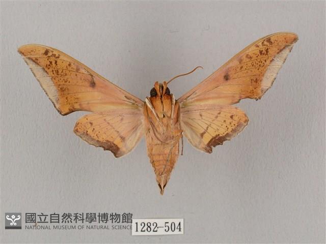 廣東鷹翅天蛾藏品圖，第2張