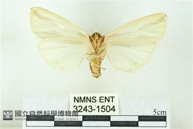 赭新污燈蛾藏品圖，第2張