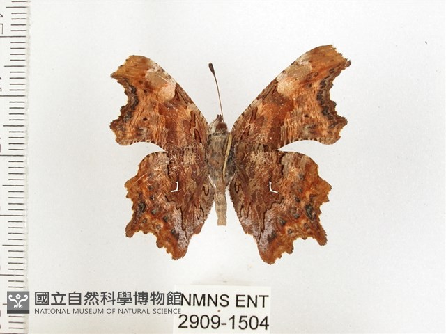 突尾鉤蛺蝶藏品圖，第2張