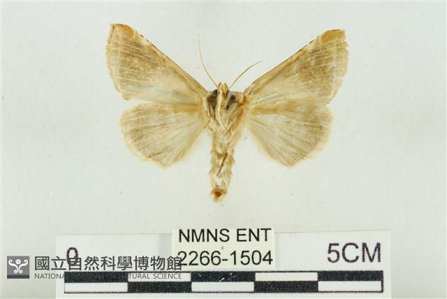 印華波紋蛾藏品圖，第2張