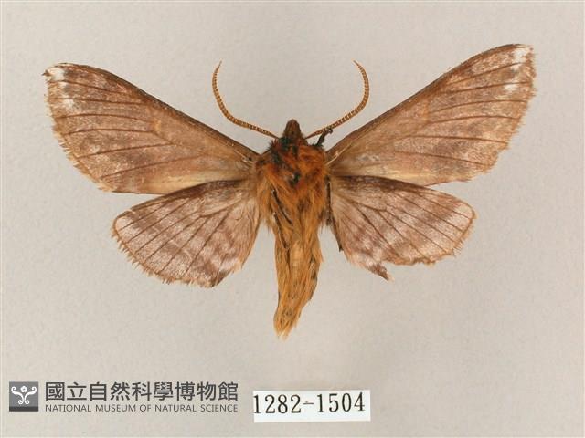 井上氏絨毛天蛾藏品圖，第2張