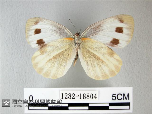 緣點白粉蝶藏品圖，第2張