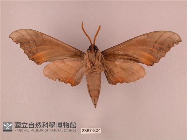 栗六點天蛾藏品圖，第2張