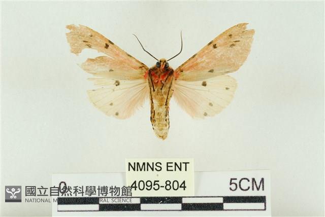 棍棒污燈蛾藏品圖，第2張