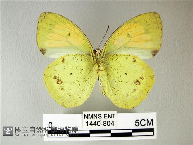 異粉蝶、雌白黃蝶藏品圖，第2張