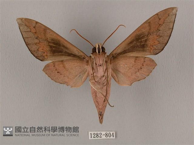 鋸線天蛾藏品圖，第2張