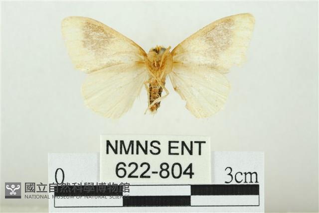 寬紋黃毒蛾藏品圖，第2張