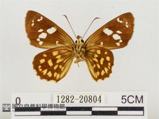 臺灣流星弄蝶藏品圖，第2張