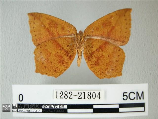 隱錨紋蛾藏品圖，第2張