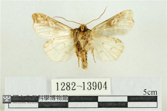 紅暈散紋夜蛾藏品圖，第2張